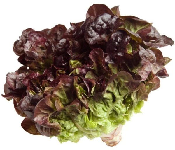 Lechuga Hoja de Roble (Unidad)